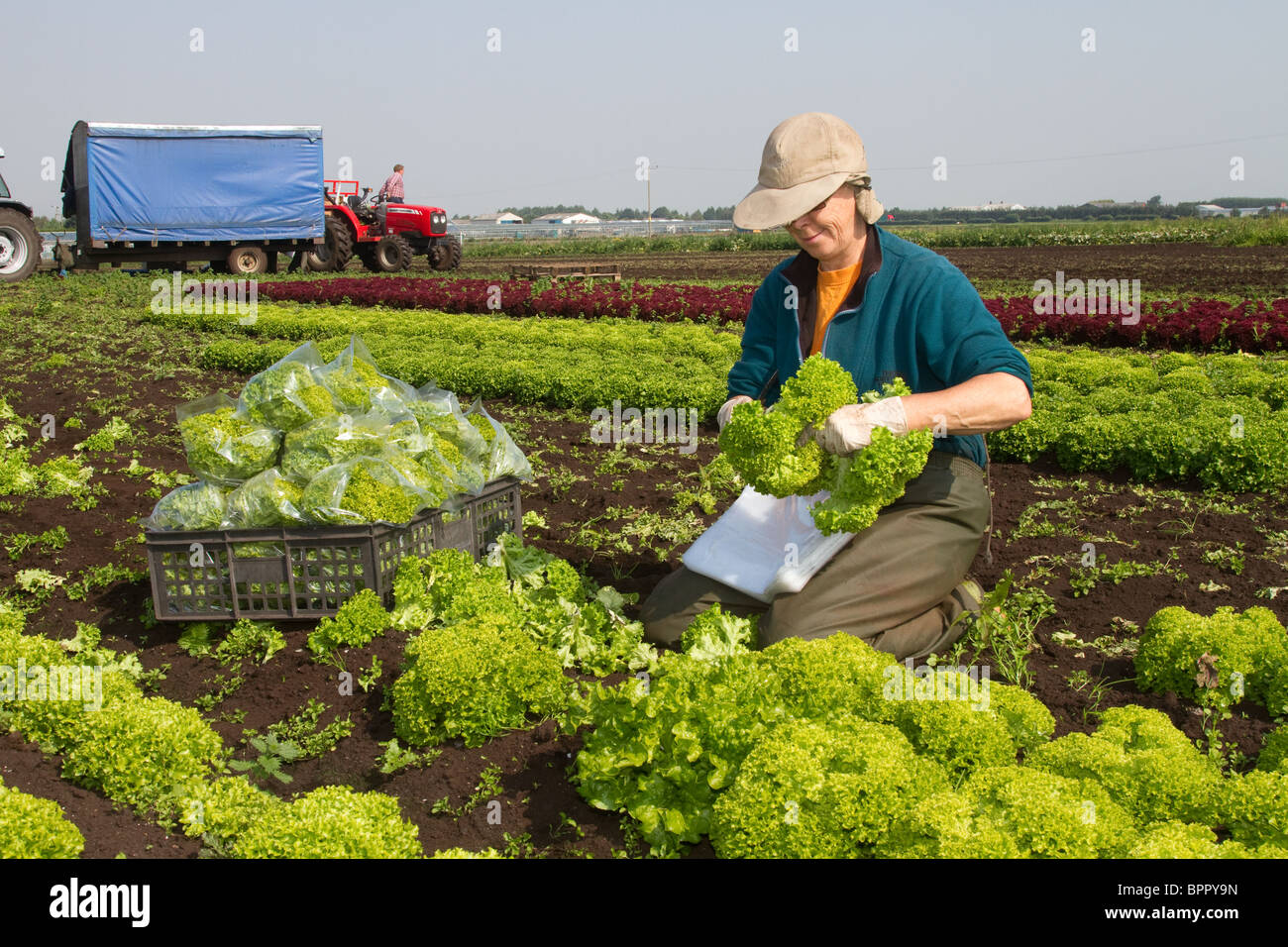 Woman packing salad leaves, farm workers piocking crops at Market Gardens at Tarleton, West Lancs, Lancashire, Preston, UK Stock Photo