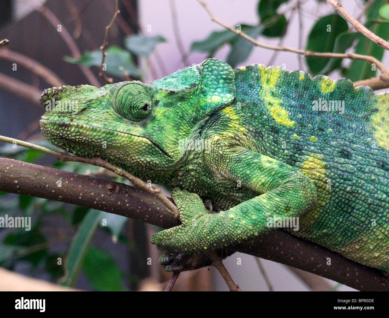 Chameleon Stock Photo