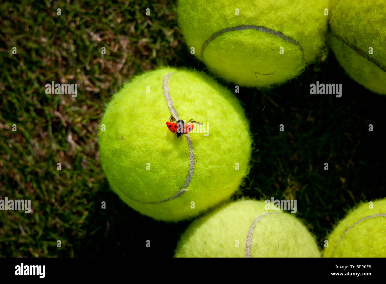 Overhead shot of a ladybird taking flight from a nest of tennis balls. Stock Photo