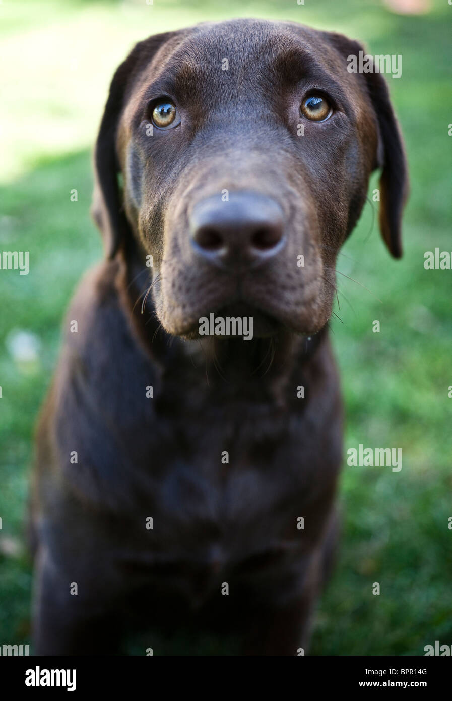 Chocolate Brown Labrador Stock Photo - Alamy