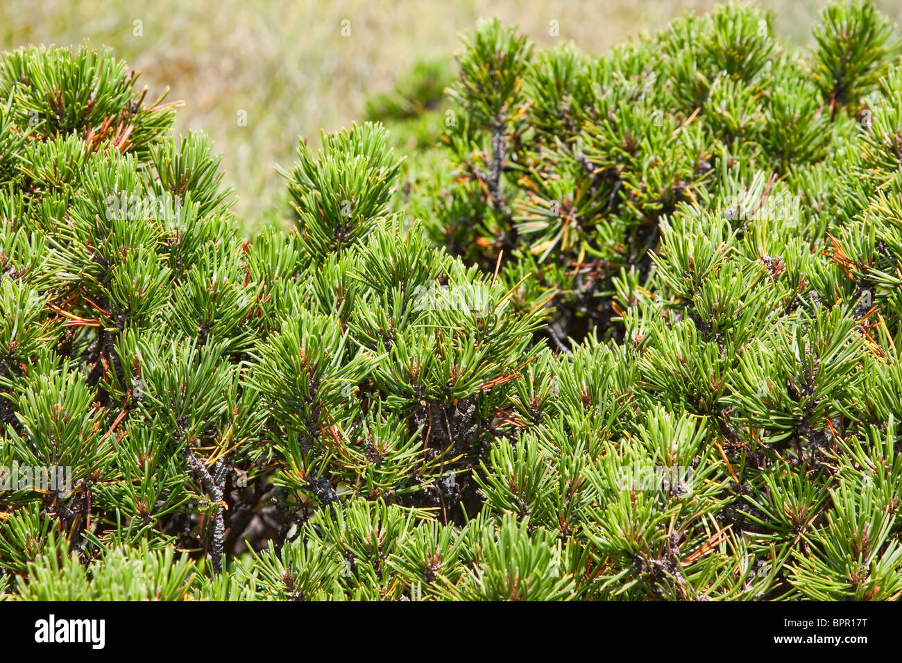 Pinus Mugo in the Molhas bogs in Apuseni mountains, Romania Stock Photo