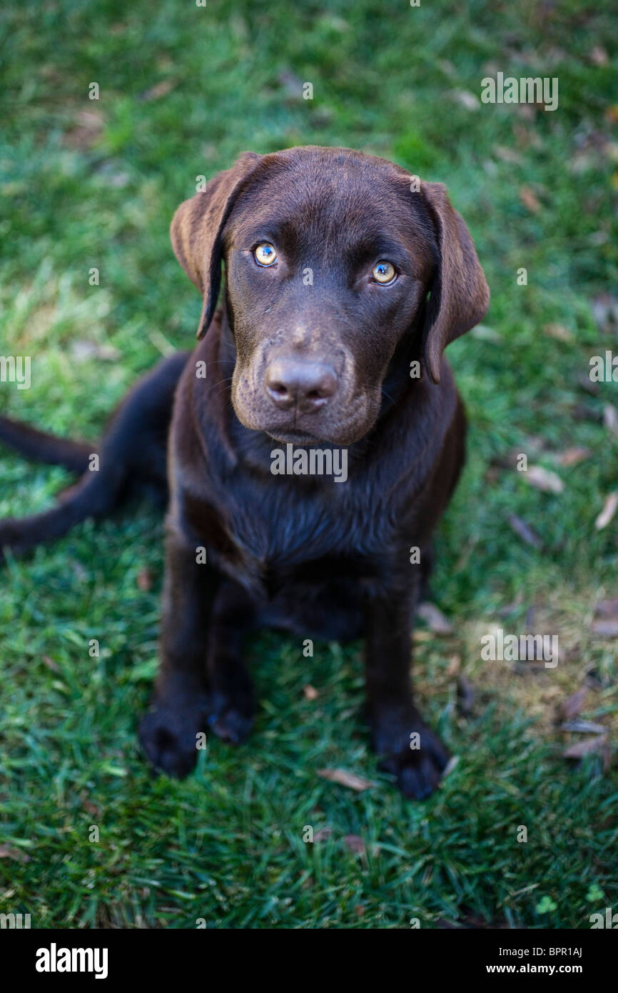 Chocolate Brown Labrador Stock Photo