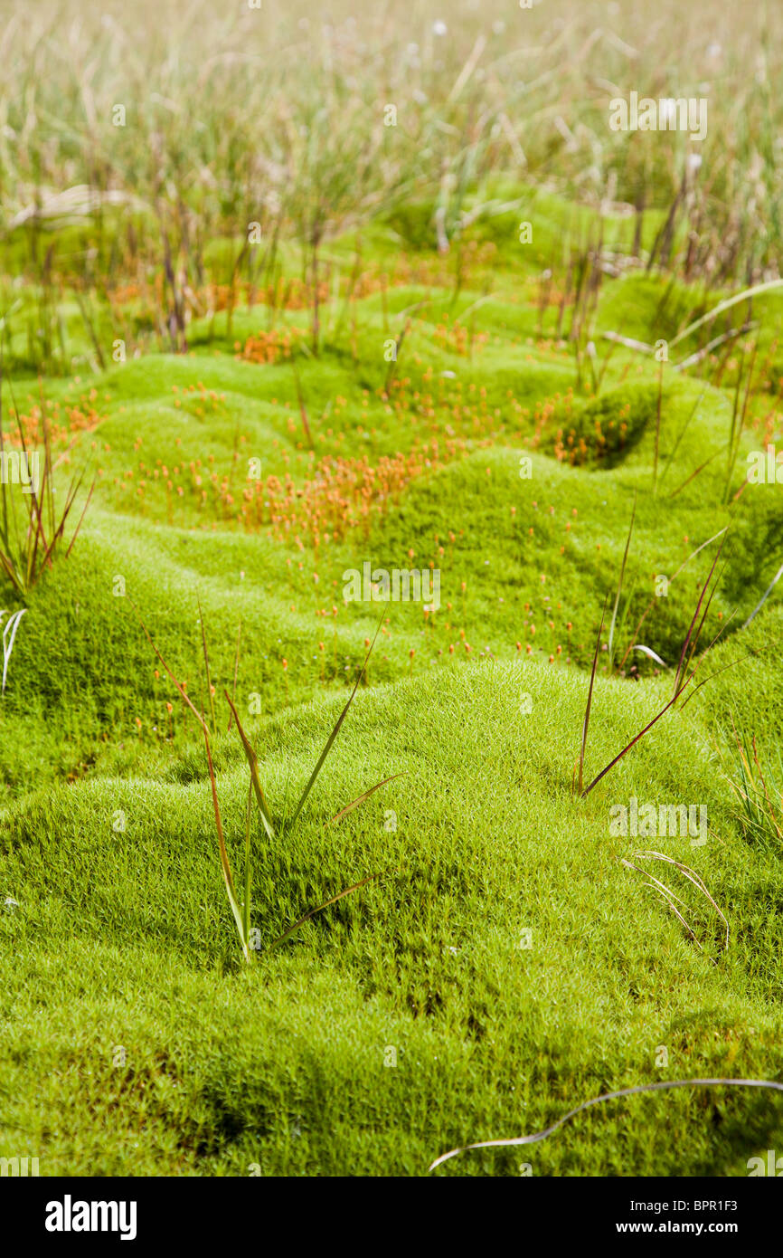 Bog in Cindrel Mountains, Romania. Stock Photo