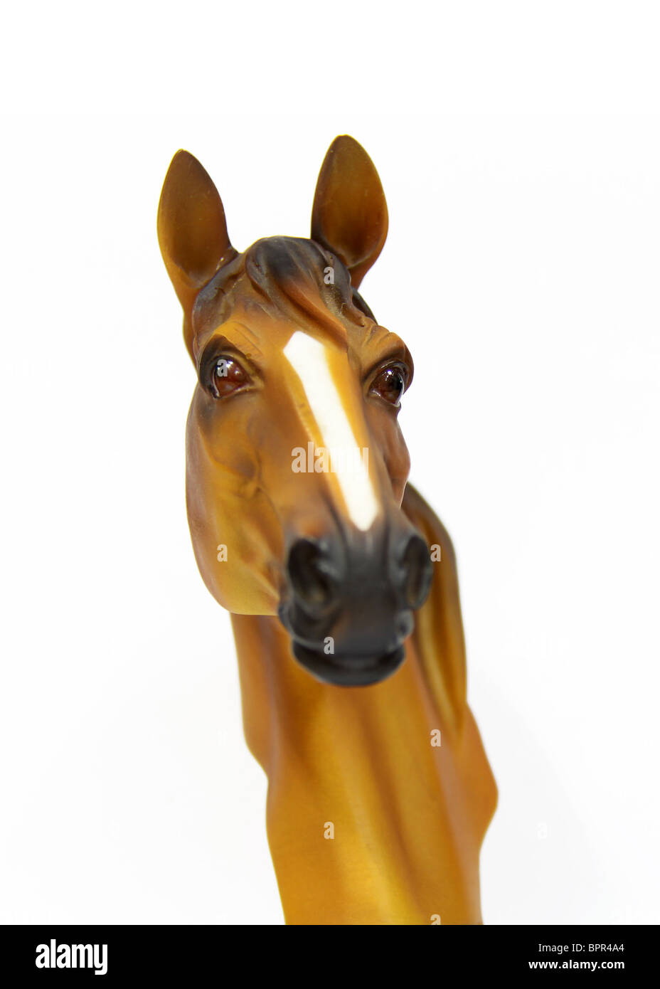 Brown horse in white background Stock Photo