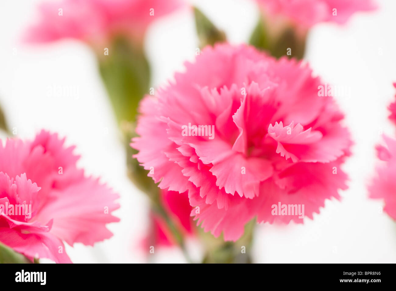 Bright pink carnations against a white background Stock Photo - Alamy