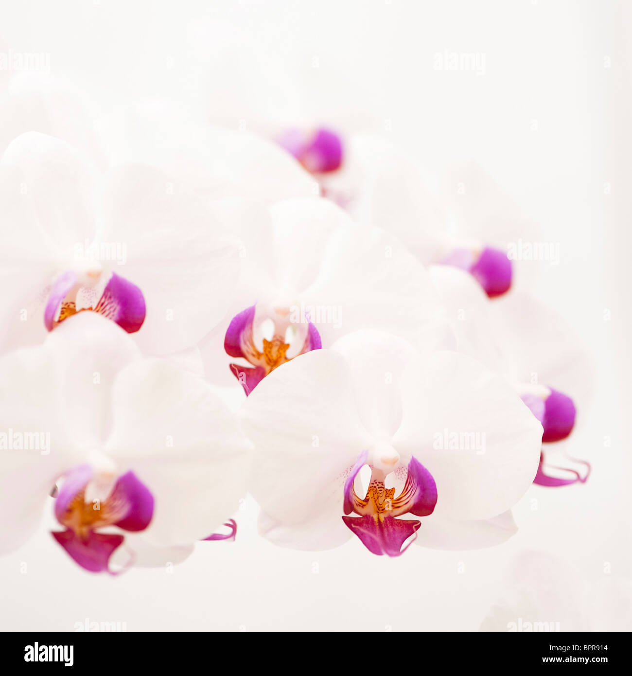 White and pink Phalaenopsis, Moth orchid Stock Photo