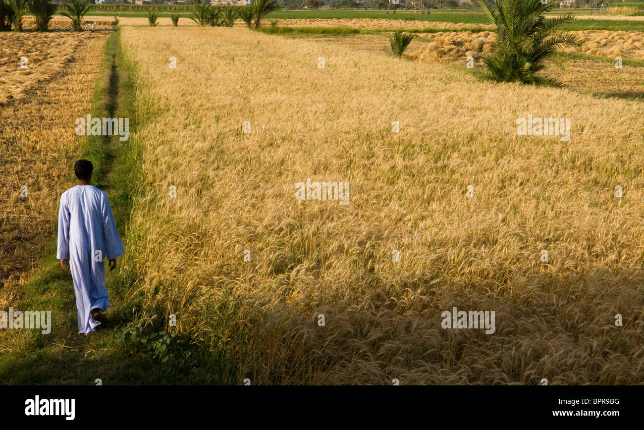 Egypt wheat nile hi-res stock photography and images - Alamy