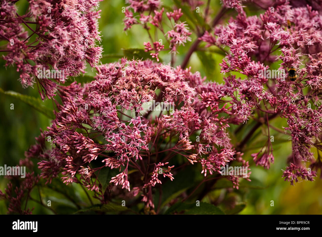 Eupatorium purpureum subsp maculatum 'Atropurpureum', Joe Pye Weed, in flower in August Stock Photo