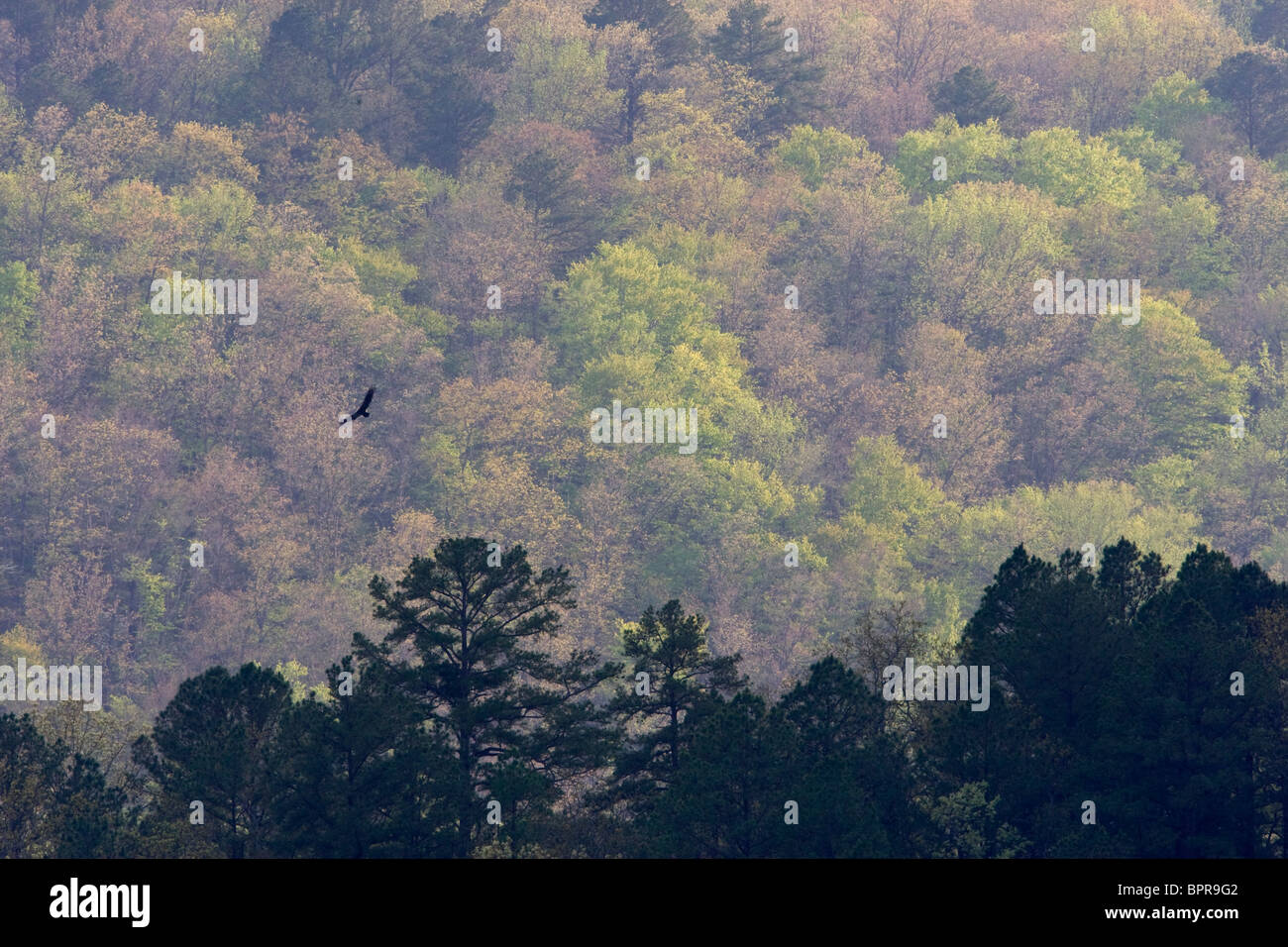 Ozark trail hires stock photography and images Alamy