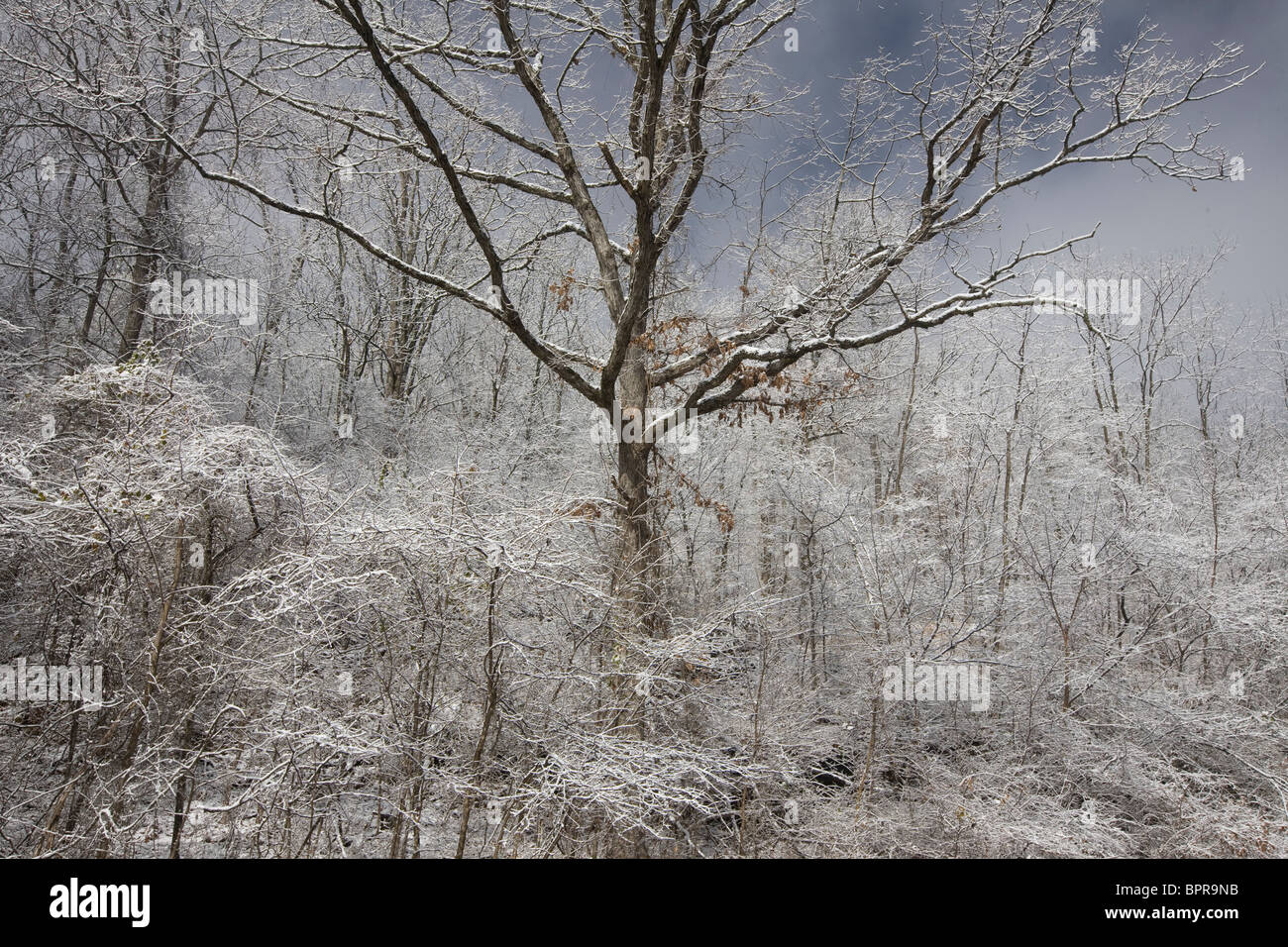 Ice storm, Ozark Highlands Trail, Arkansas Stock Photo