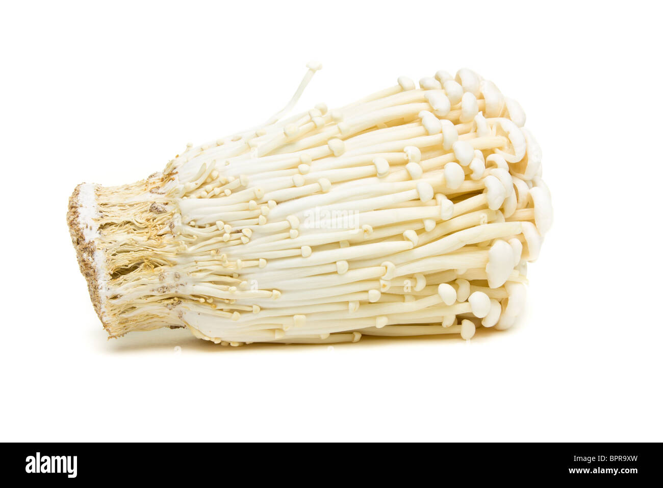 Abstract Enoki Mushrooms from low perspective isolated on white. Stock Photo