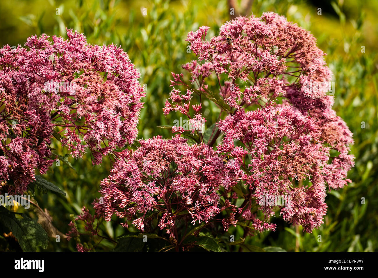 Eupatorium purpureum subsp maculatum 'Atropurpureum', Joe Pye Weed, in flower in August Stock Photo
