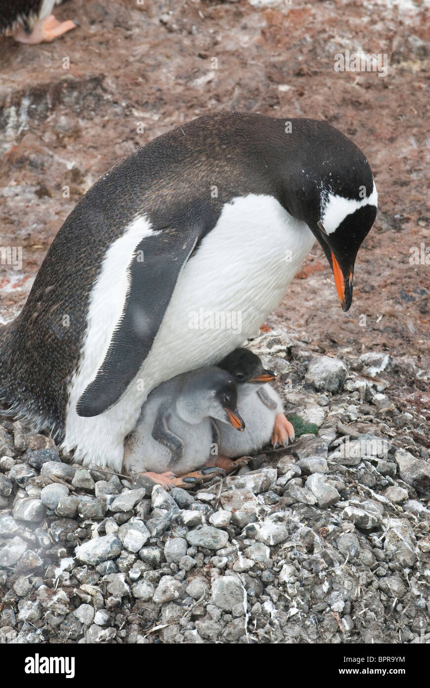 Gentoo penguin family Stock Photo - Alamy