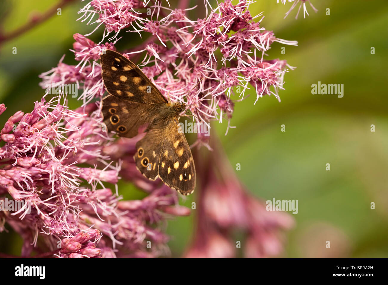 Speckled Wood Butterfly, Pararge aegeria, on Eupatorium purpureum subsp maculatum 'Atropurpureum' Stock Photo