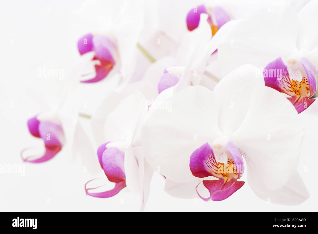 White and pink Phalaenopsis, Moth orchid Stock Photo