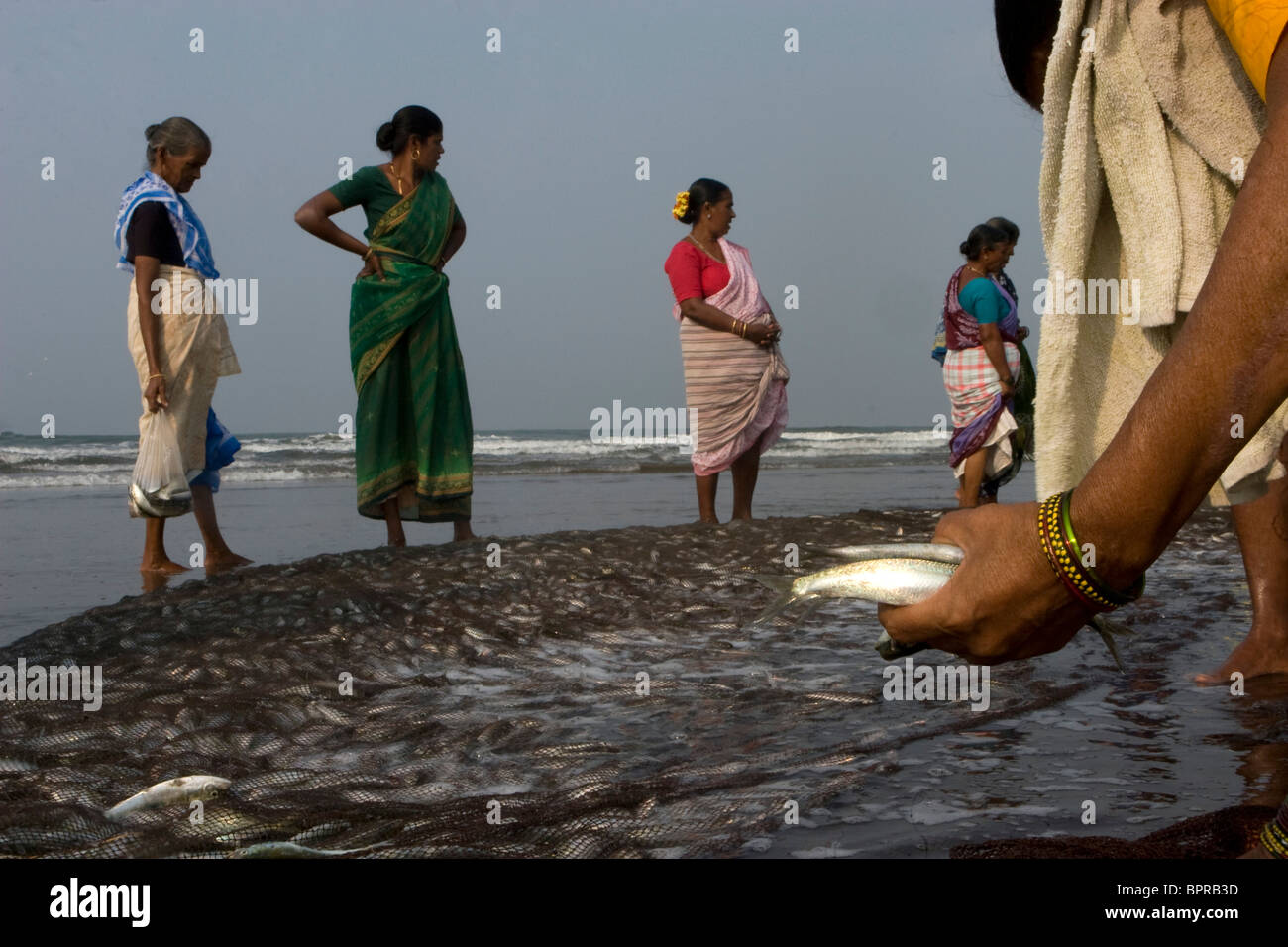Fisherwomen busy in their morning task. Stock Photo