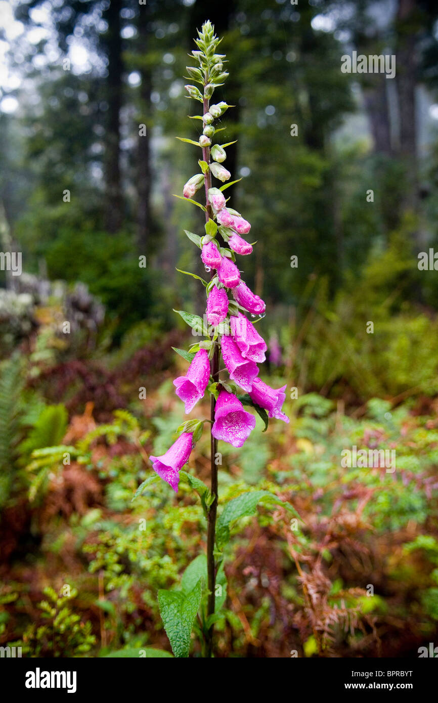 Mt victoria forest reserve hi-res stock photography and images - Alamy