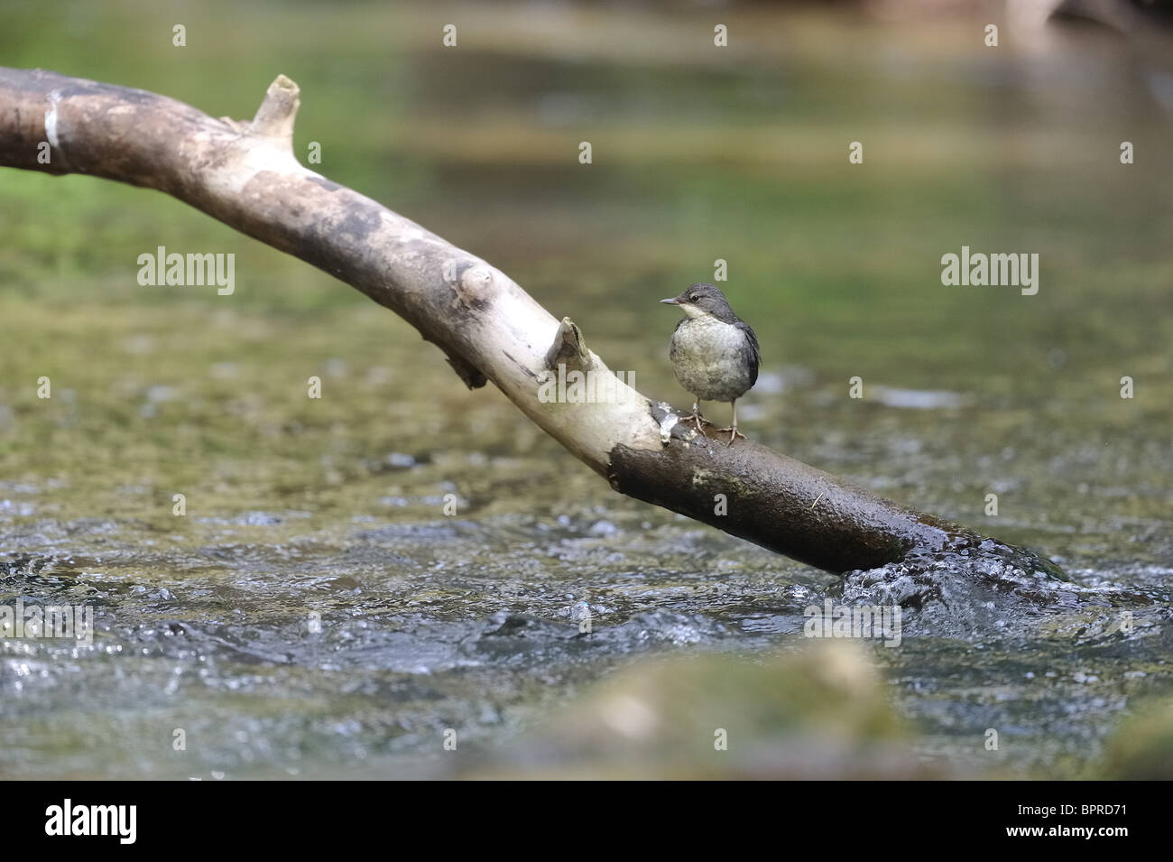 Fledged chick Dipper (Cinclus cinclus) perched on a dead branch near the river Stock Photo