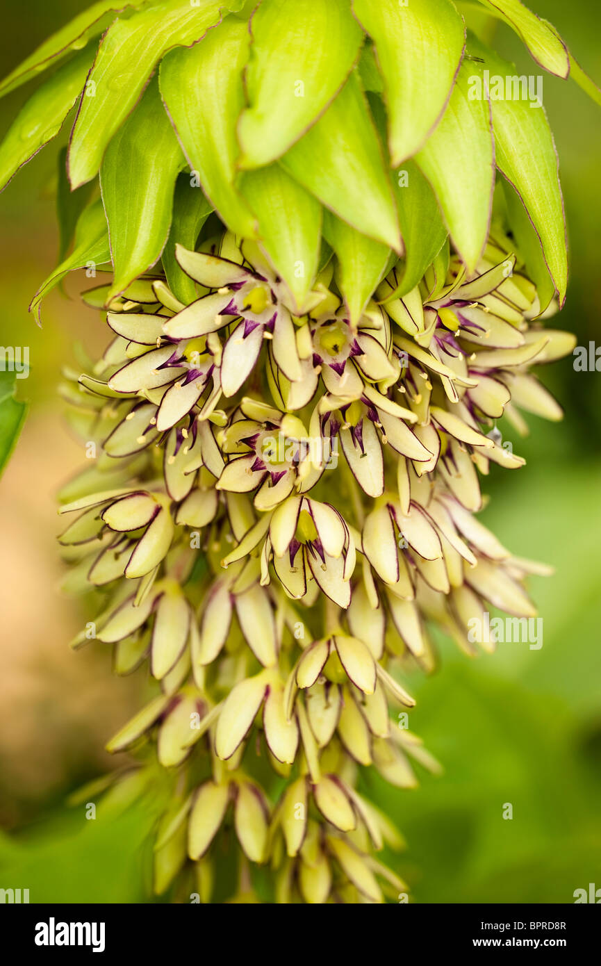 bicolor pineapple flower hires stock photography and images