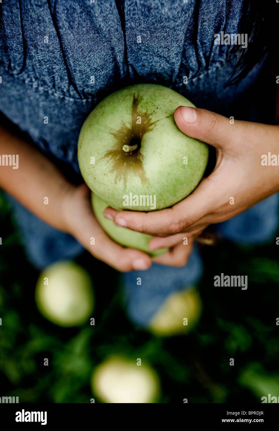A young girl holds green apples in an apple orchard in Calhoun County, Illinois on September 28, 2008. Stock Photo