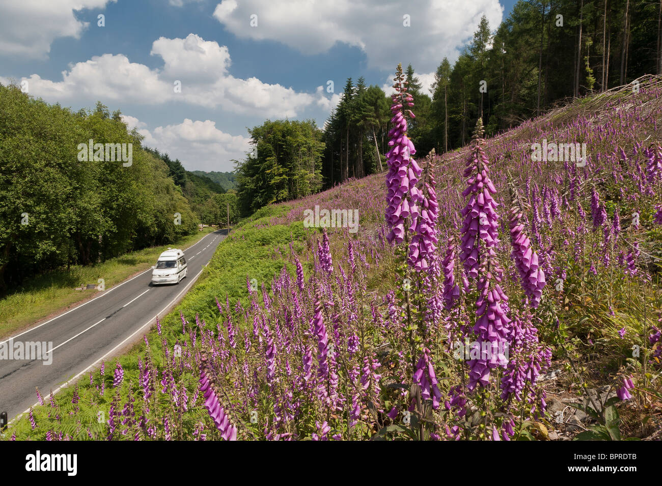 CAMPER VAN ON ROAD IN FOREST OF DEAN WITH FOXGLOVES IN FOREGROUND Stock Photo