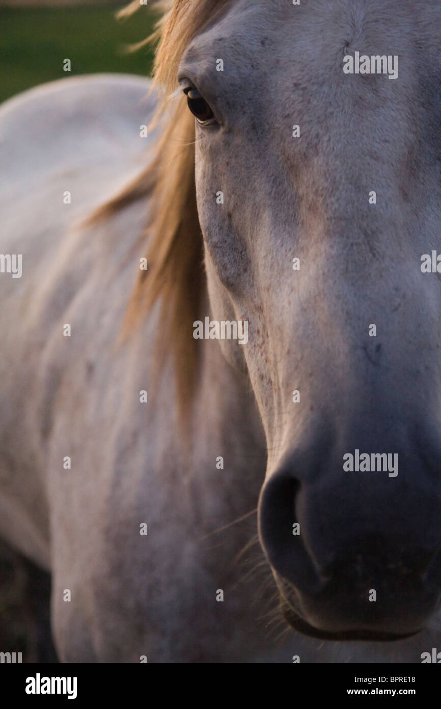 Portrait of a horse in Victor, Idaho Stock Photo Alamy