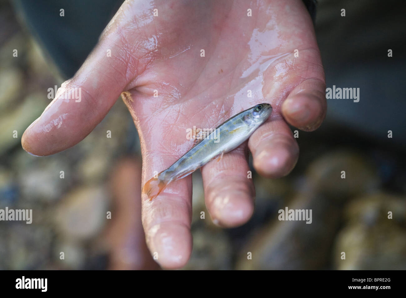 Juvenile Cutthroat trout (Oncorhynchus clarki) caught in Caribou