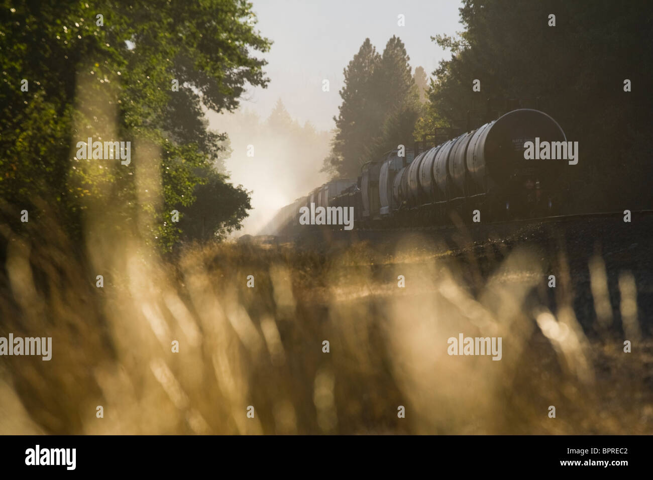A train travels through a forest at sunset outside Cle Elum, Washington. Stock Photo