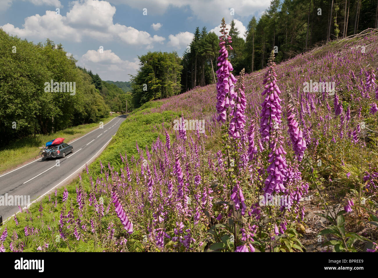 CAR WITH CANOES AND BIKES ON ROAD IN FOREST OF DEAN FOXGLOVES IN