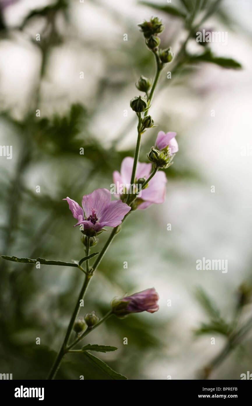 Althaea cannabina in flower in August Stock Photo
