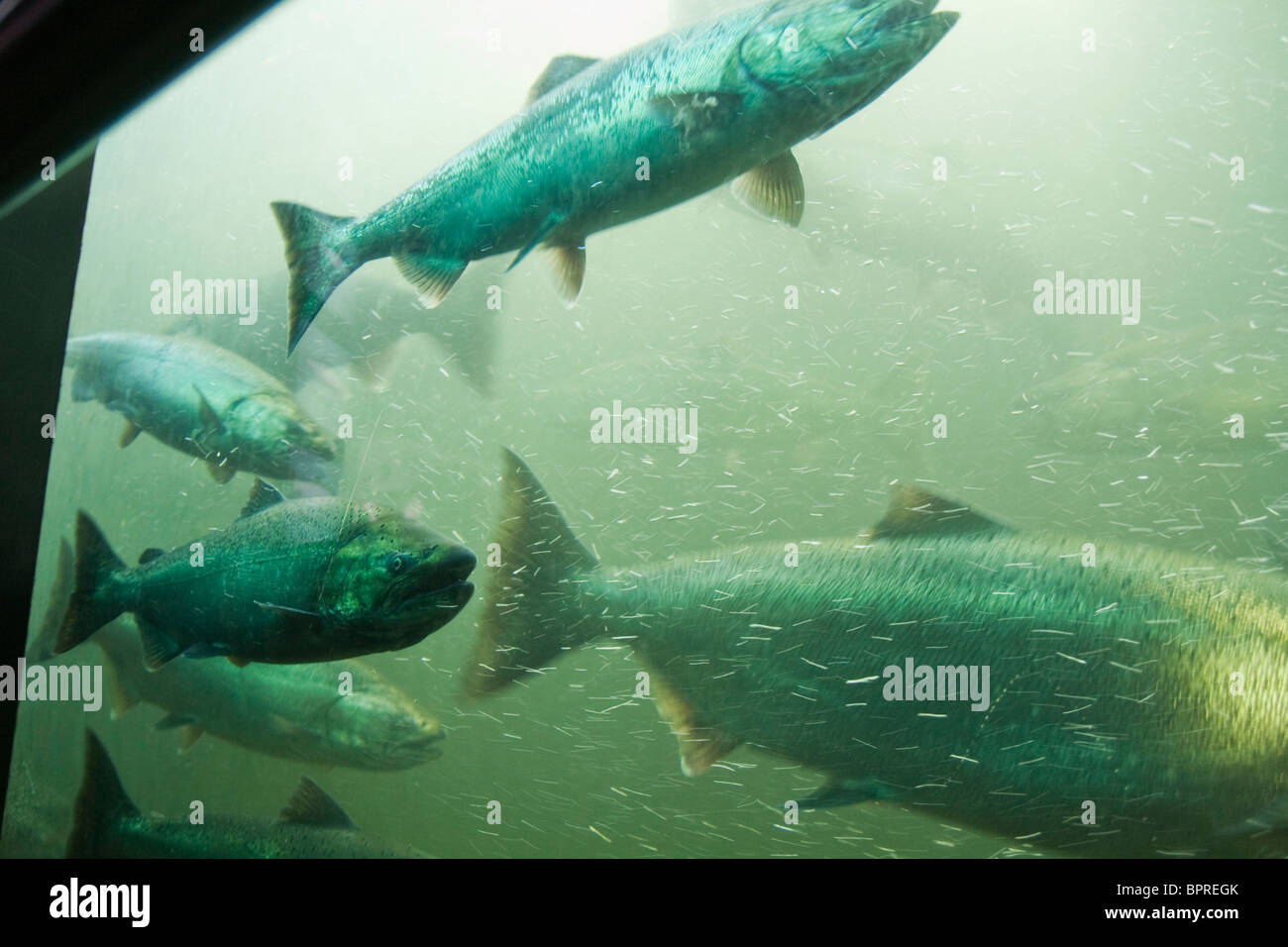 Chinook Salmon in the fish ladder at the Ballard Chittenden Locks in