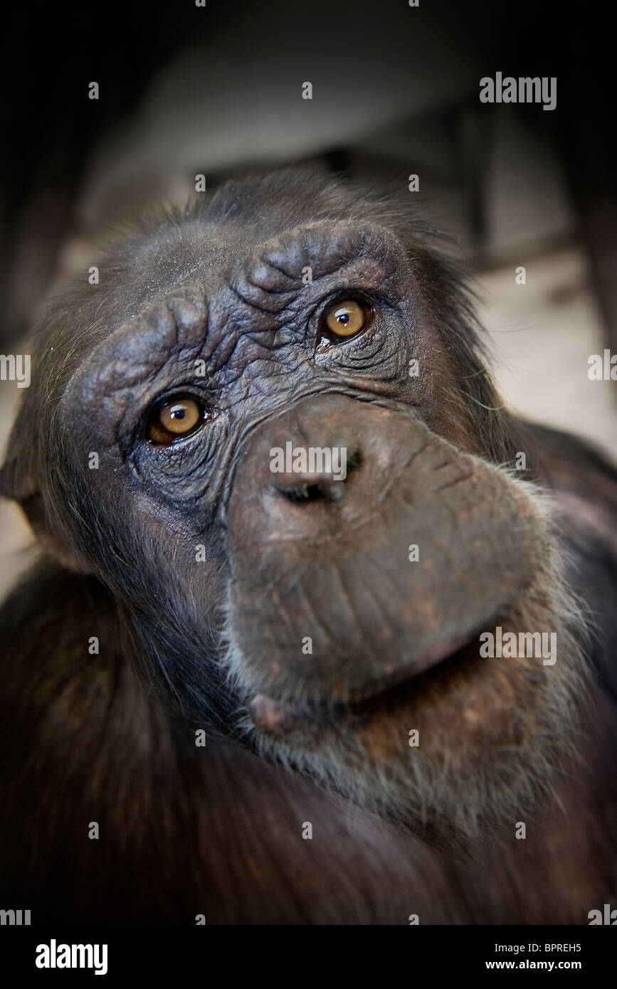 Sad looking monkey in captivity in a zoo in England Stock Photo