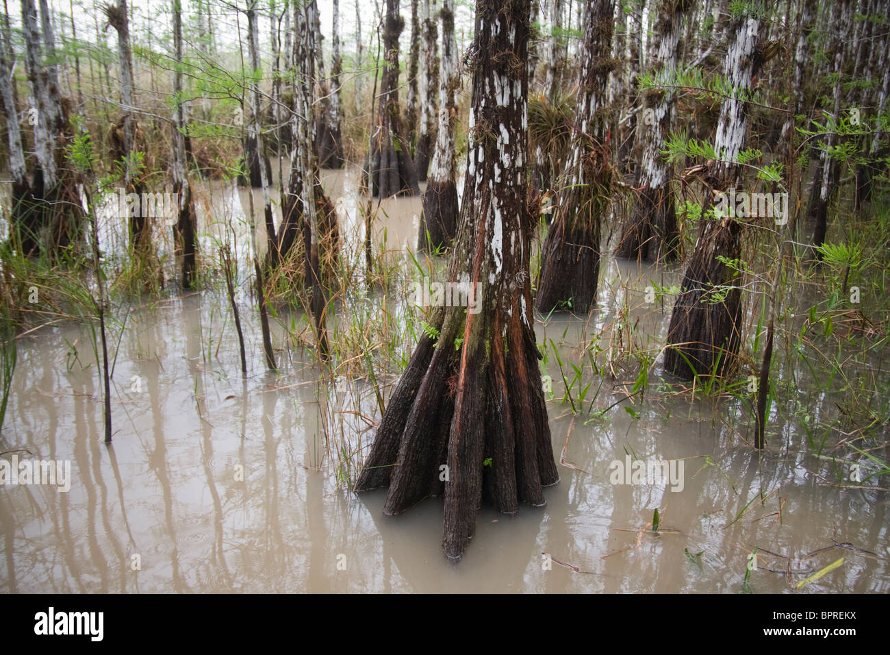 Bald cypress (Taxodium distichum) trees in Everglades National Park