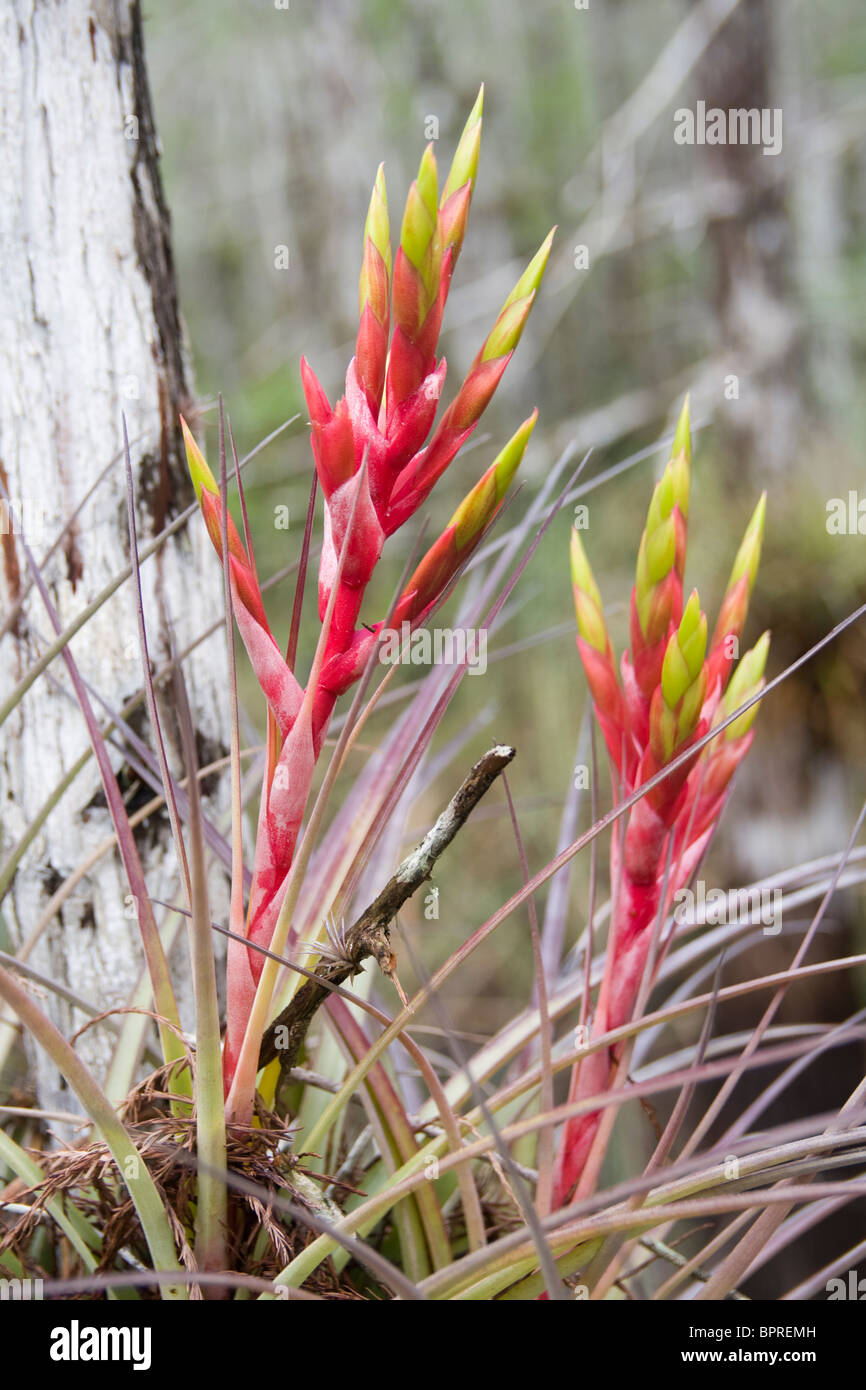 Cardinal airplant (Tillandsia fasciculata) bromeliads in Everglades National Park, Florida. Stock Photo