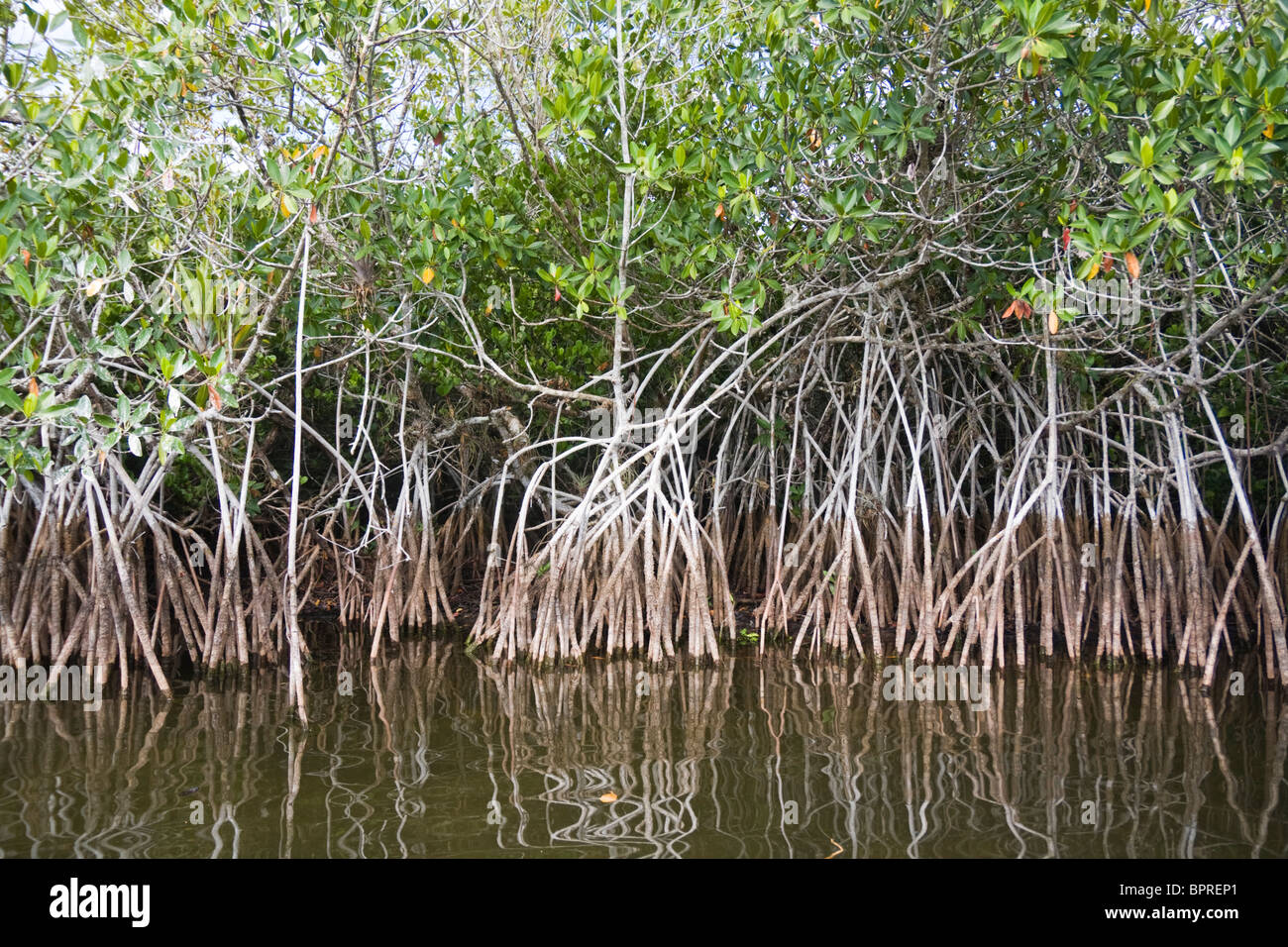 Red mangroves (Rhizophora mangle) in Everglades National Park, Florida. Stock Photo
