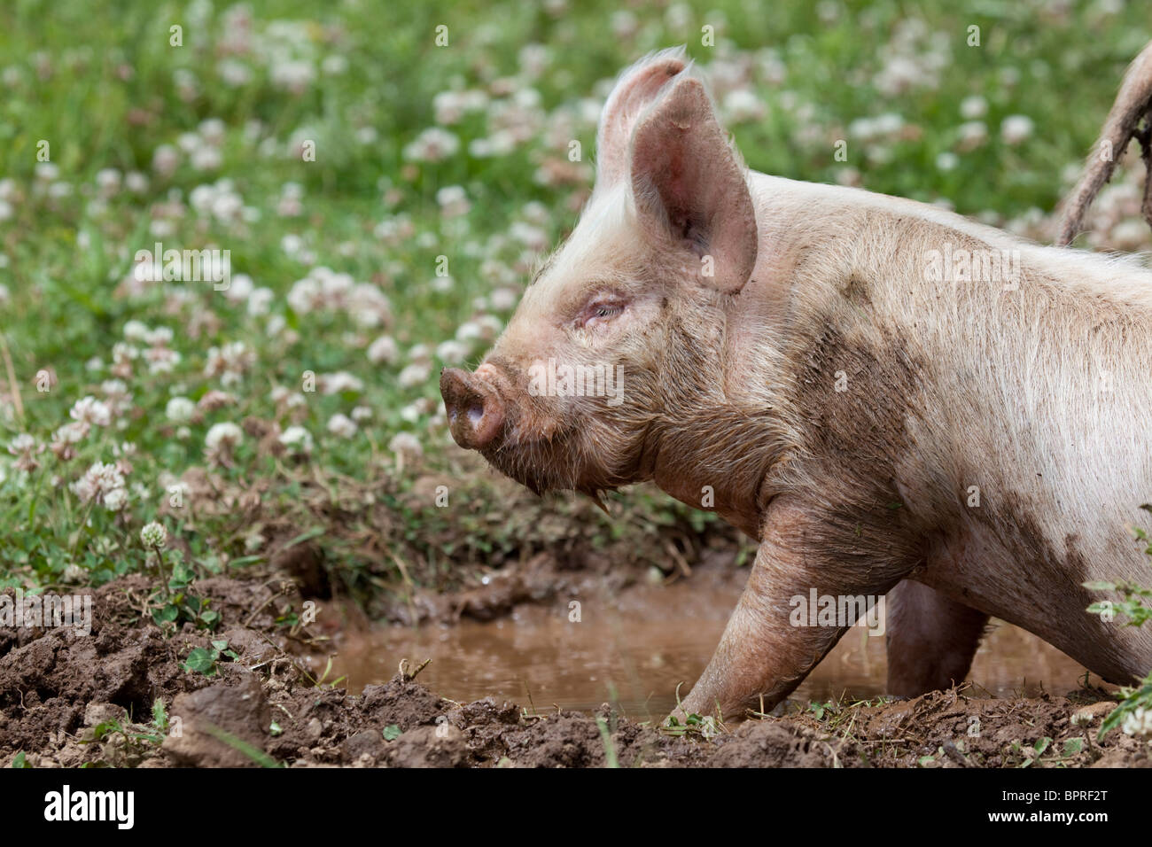 Piglet; Middle White Cross; wallowing Stock Photo
