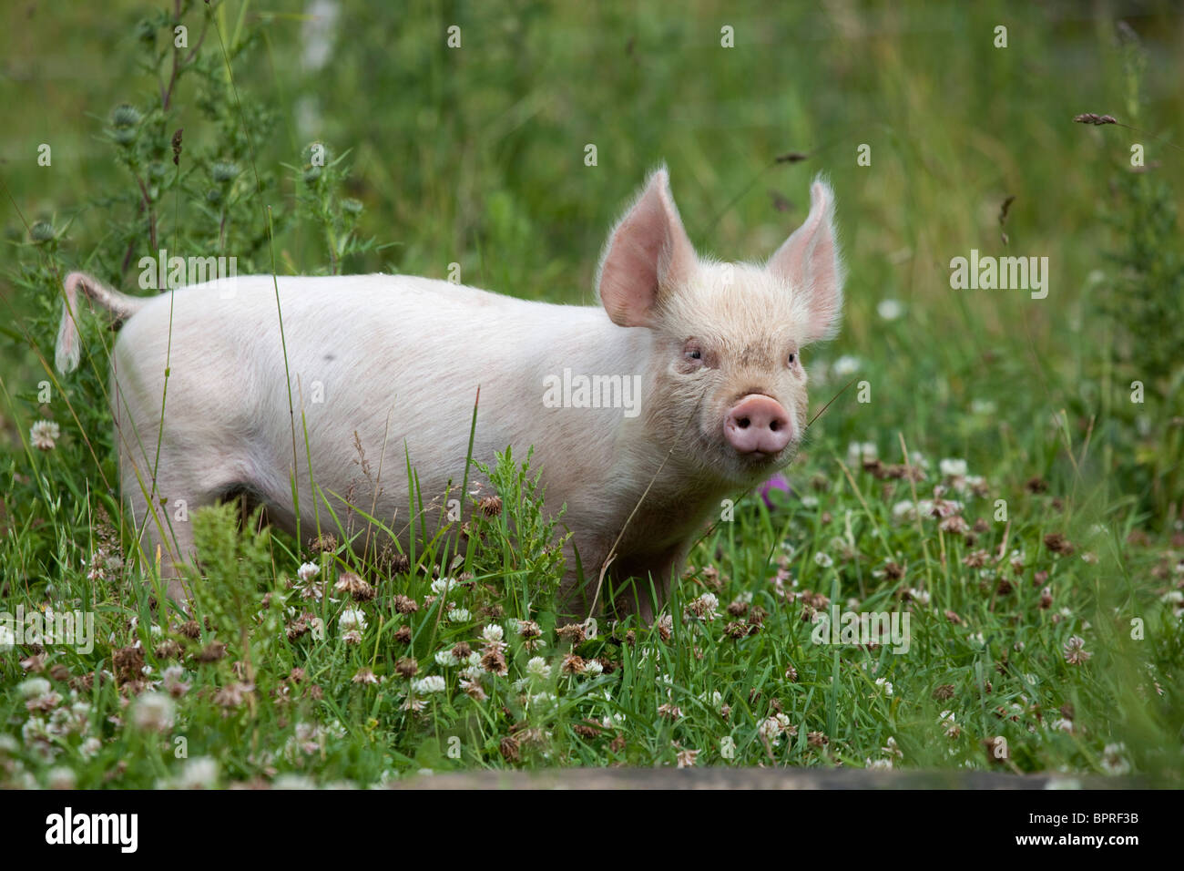 Piglet; Middle White Cross; Stock Photo