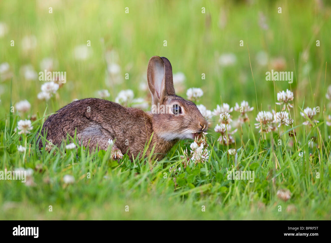 Rabbit; Oryctolagus cunniculus; meadow; eating clover; Cornwall Stock