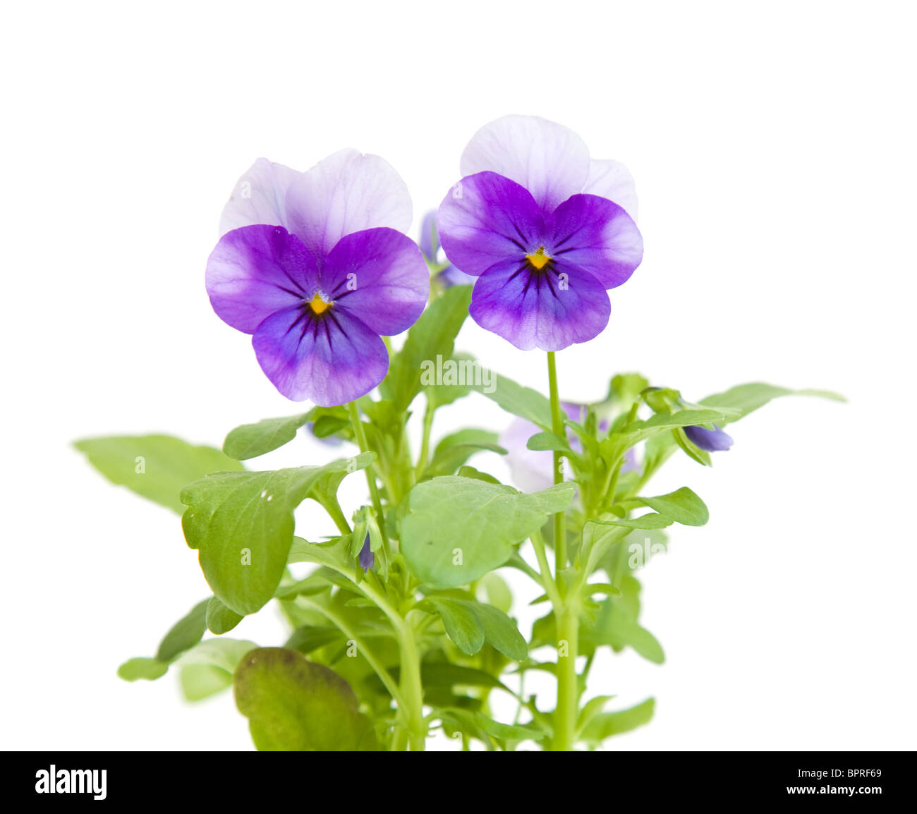 Purple and blue light Cut Out Stock Images & Pictures - Alamy