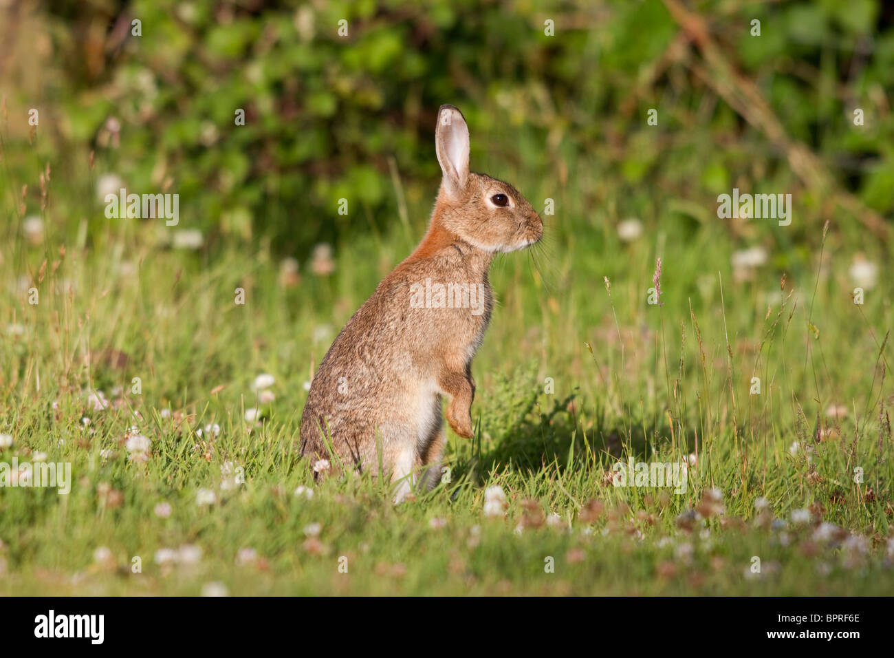 Rabbit; Oryctolagus cunniculus; meadow; Cornwall Stock Photo