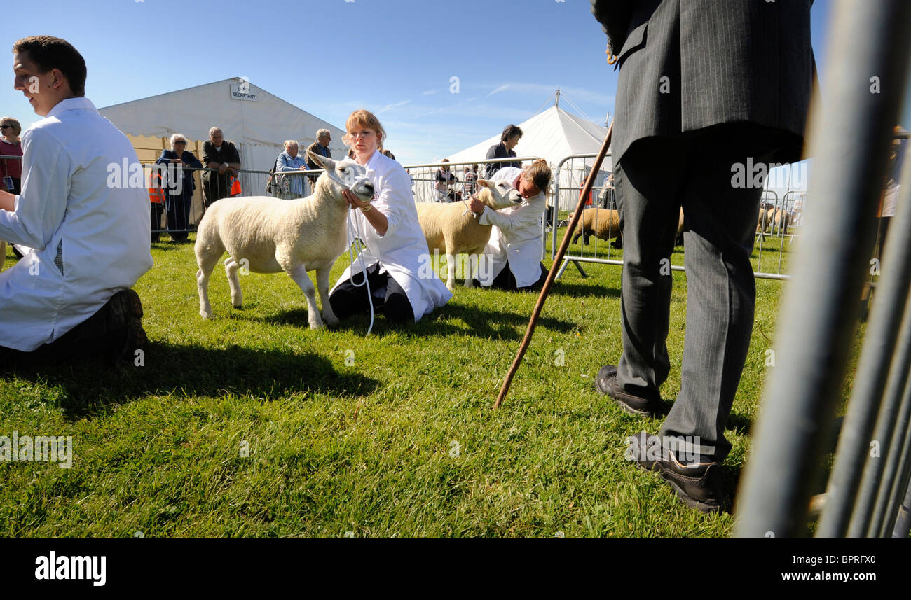 Judging the sheep classes at the Heathfield show in East Sussex