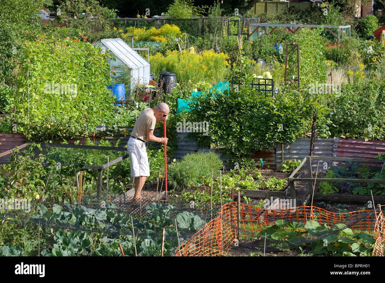 mature gardener in urban allotment garden Stock Photo