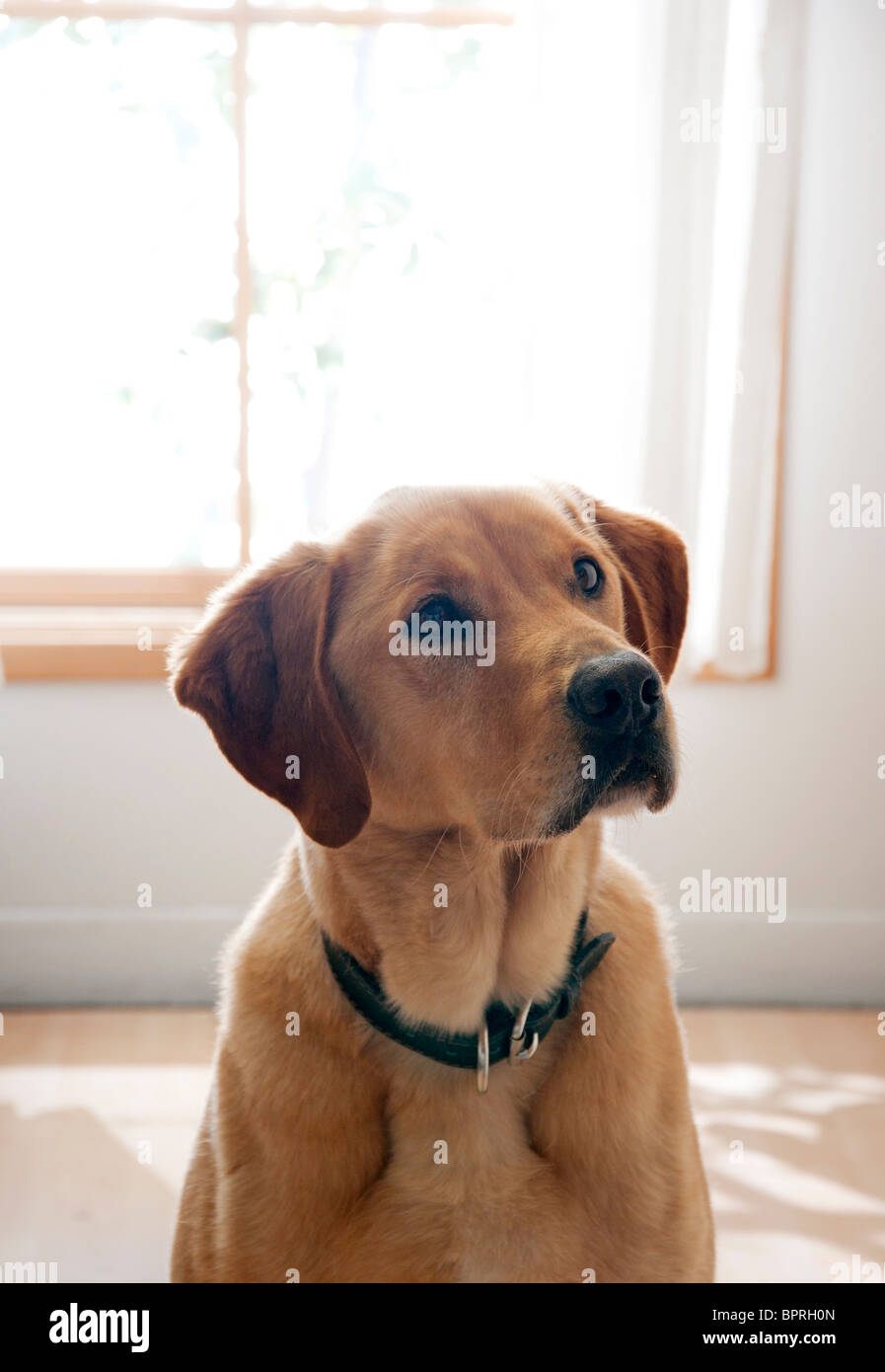 cute dog inside home Stock Photo Alamy