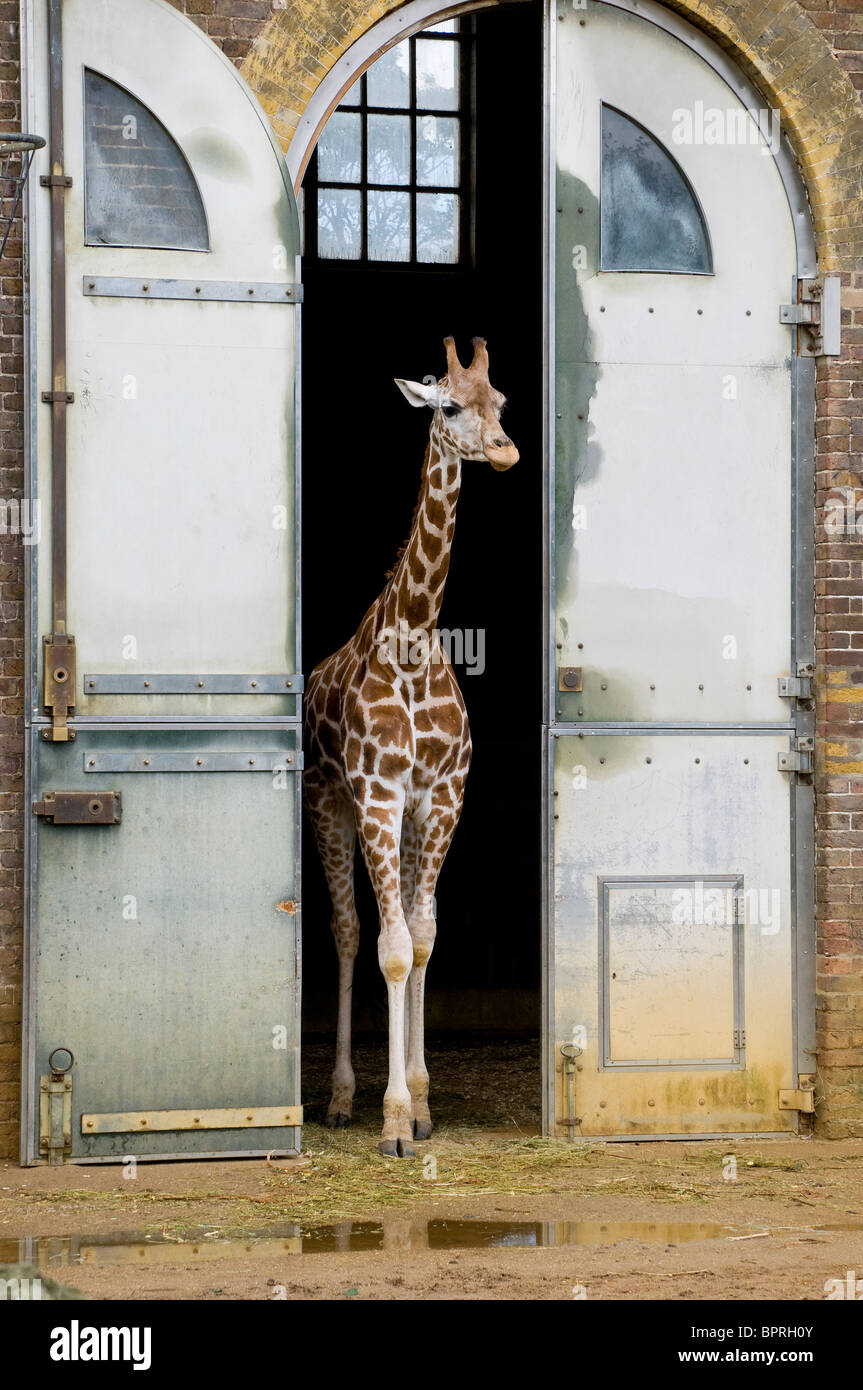 young giraffe at london zoo, england Stock Photo