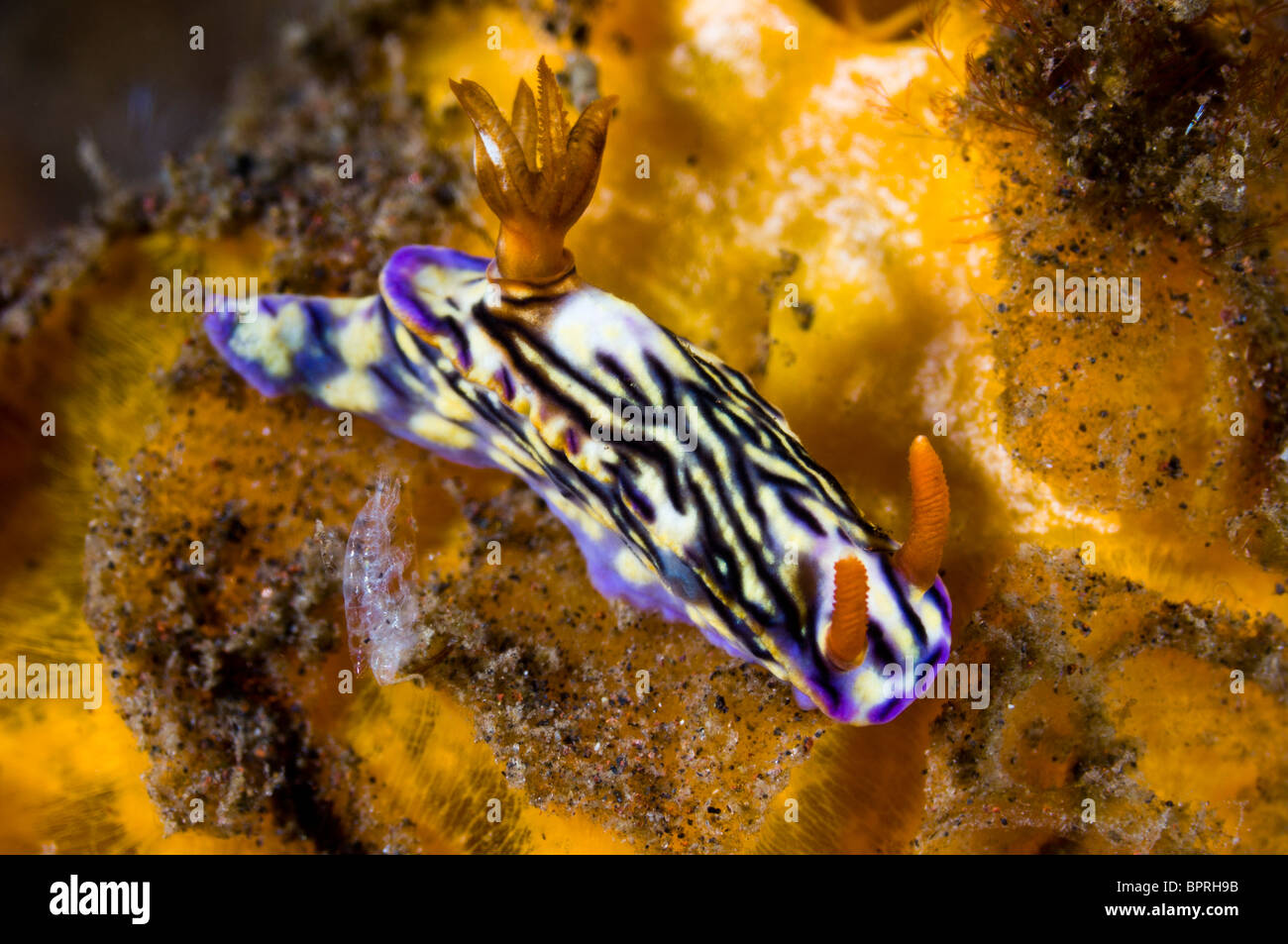 Hypselodoris nudibranch, Seraya, Bali, Indonesia. Stock Photo