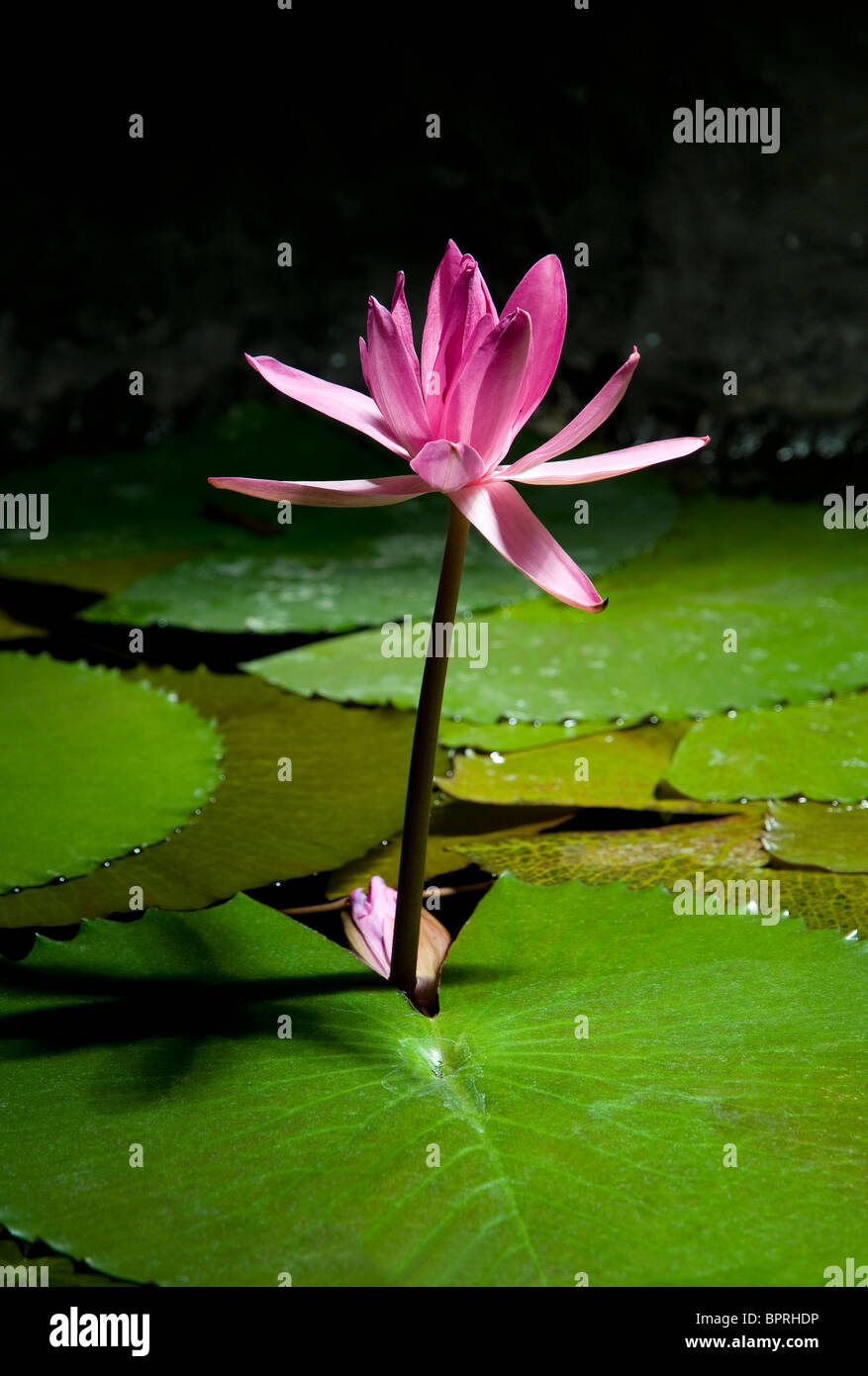 pink water lily flower in garden pond Stock Photo