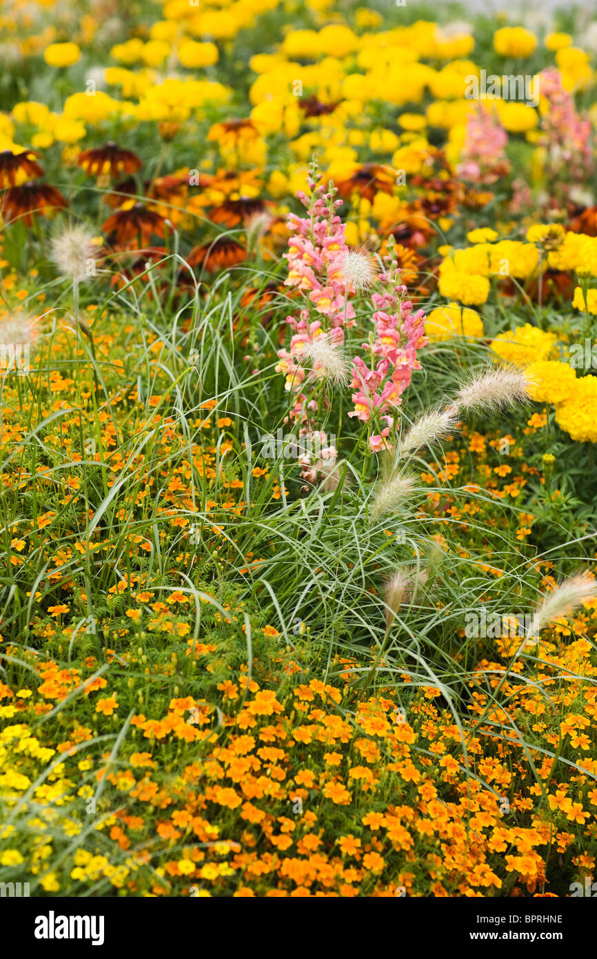 Beautiful summer garden in bloom Stock Photo