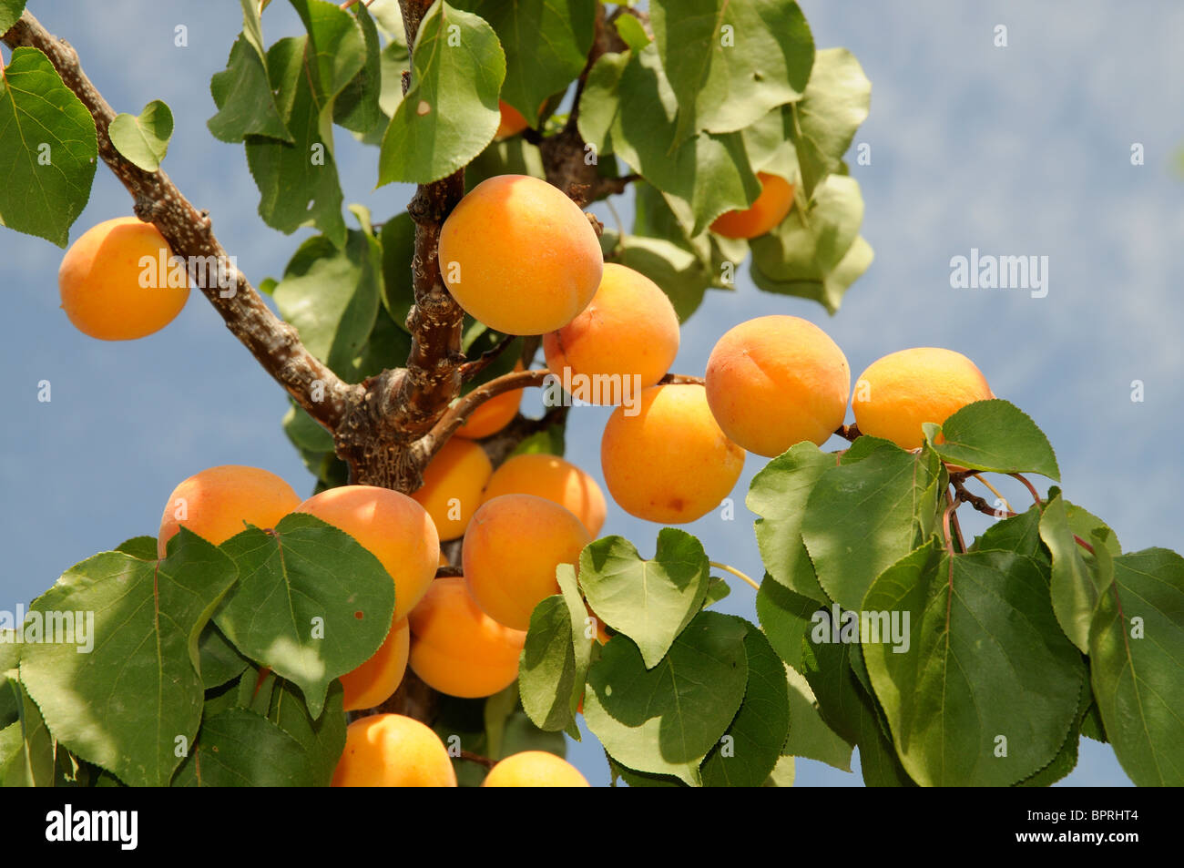 Apricots growing on a tree Stock Photo Alamy