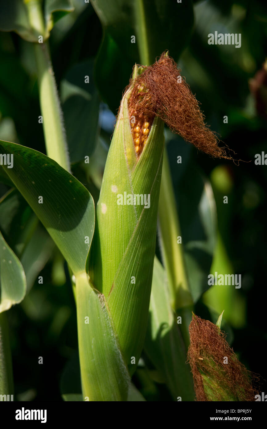 Ears of corn ready to be Harvested Stock Photo Alamy