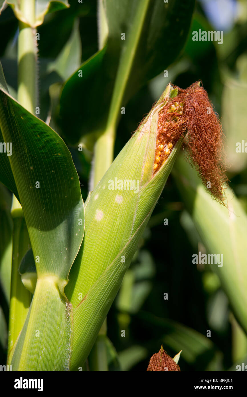 Ears of corn ready to be Harvested Stock Photo Alamy